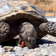 Illustration for article titled Is It Time for Food Yet? This Tortoise Will Munch on Rocks Until Then